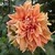 Columbine Pirouette